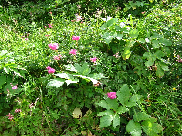 2005-08-02_08-55-39.jpg