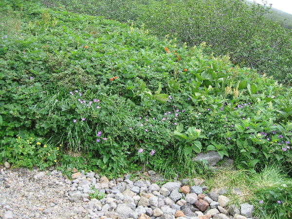 2005-08-02_11-23-32.jpg