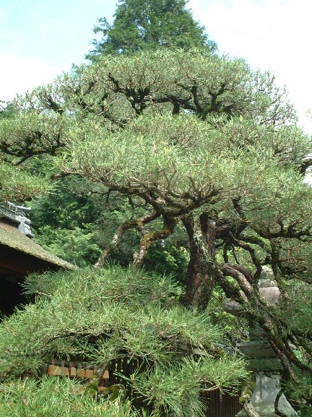 umenomiya_shrine_0089.jpg